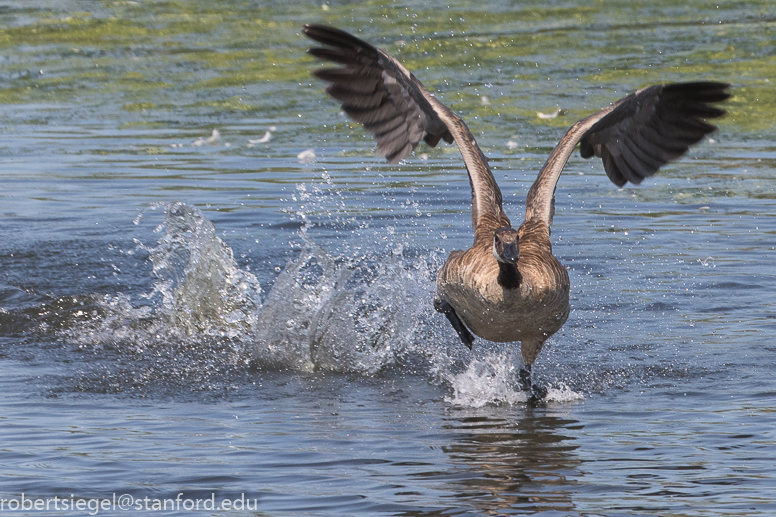 emily renzel wetlands